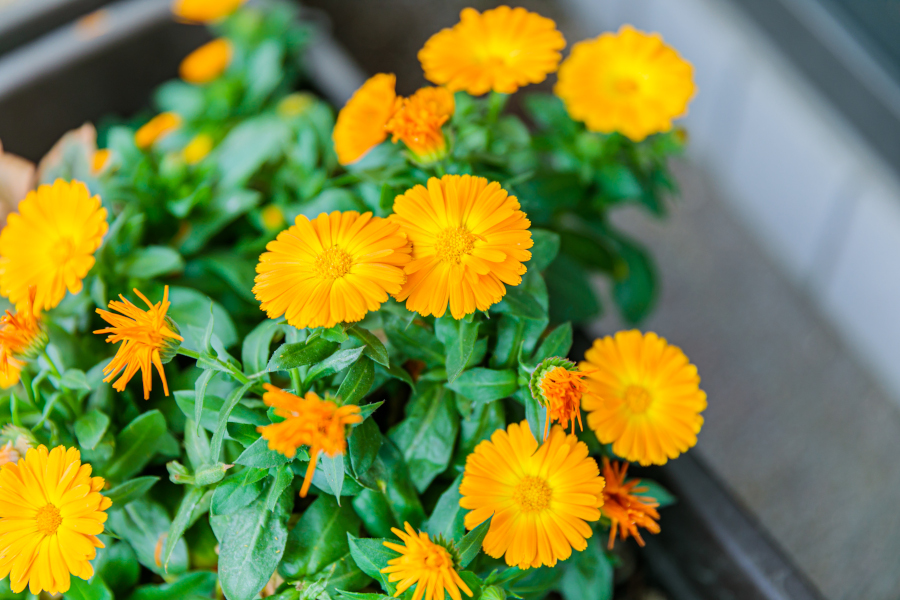 オフィス内に咲いているお花